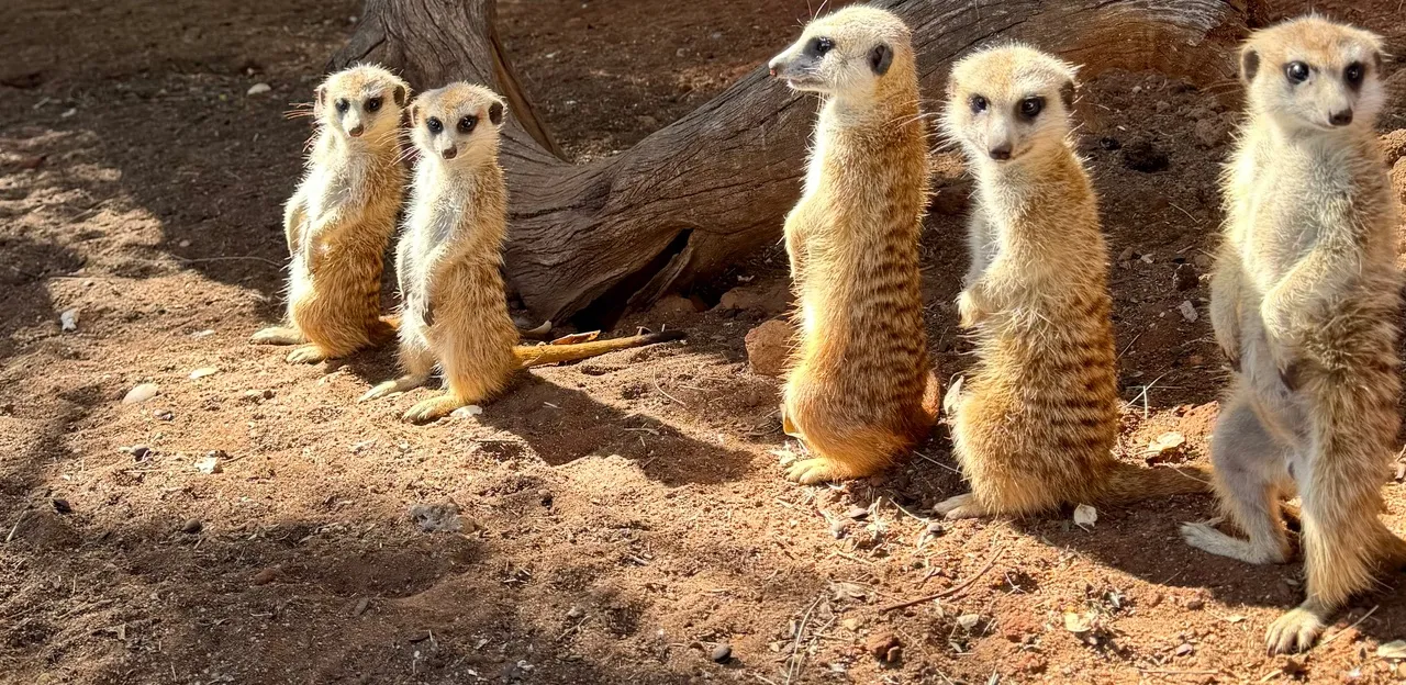 Feeding meerkats