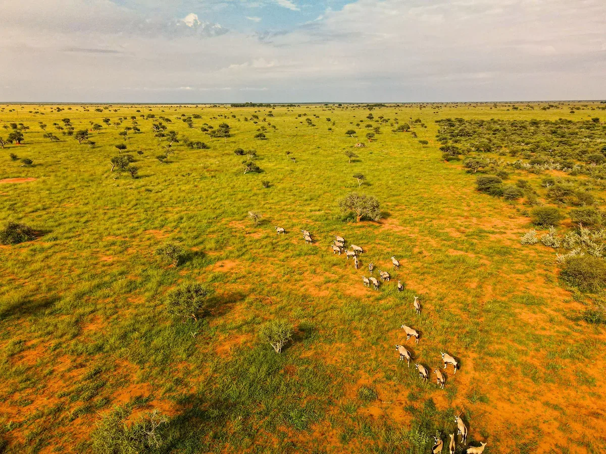 Kalahari landscape at dawn