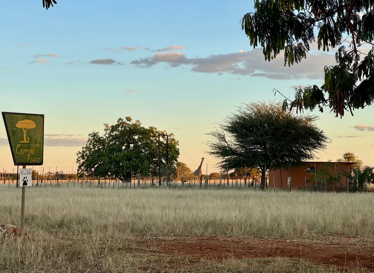 Giraffe at the campsite